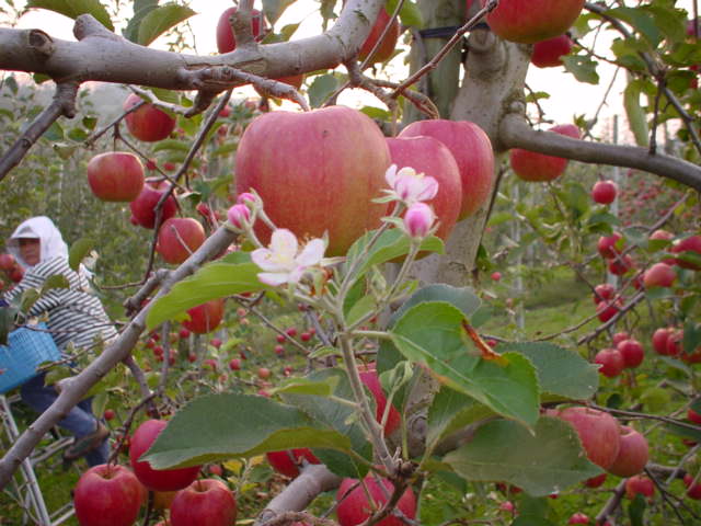 季節はずれのりんごの花