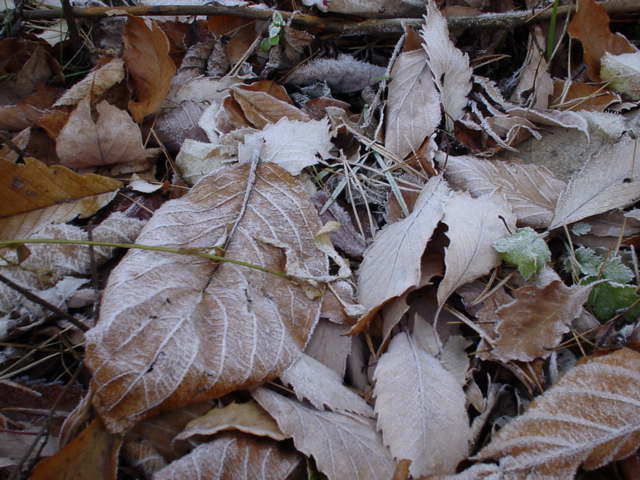 霜落ち葉