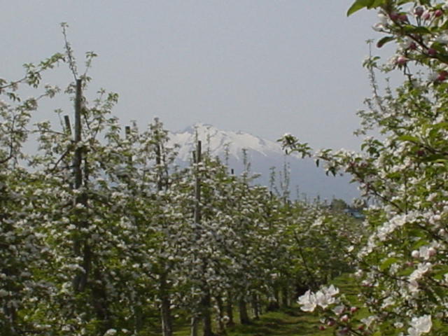 りんご園と岩木山