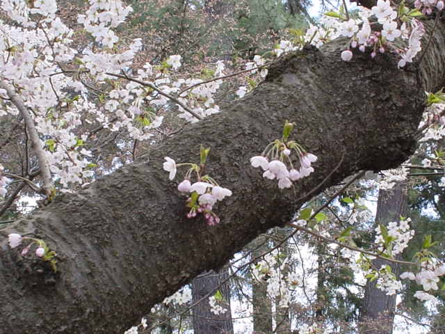 幹と桜
