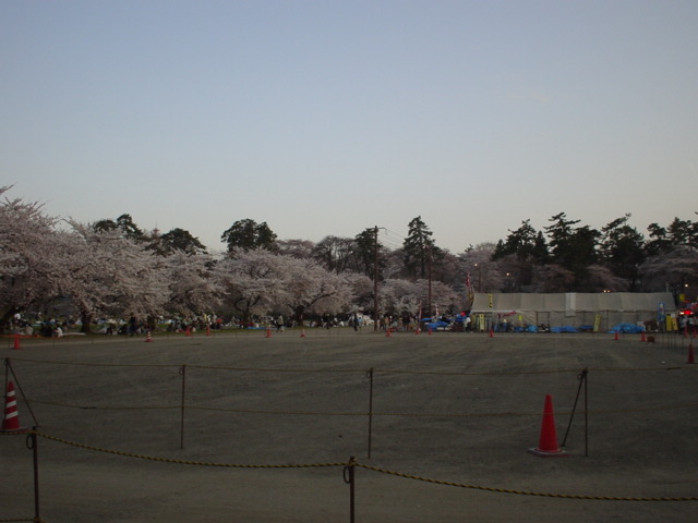 弘前公園　レクリエーション広場から桜を望む